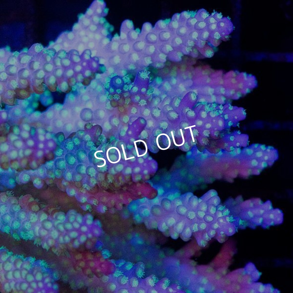 画像2: CDU Acropora Ultra No.223 (2)