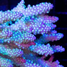 画像2: CDU Acropora Ultra No.223 (2)