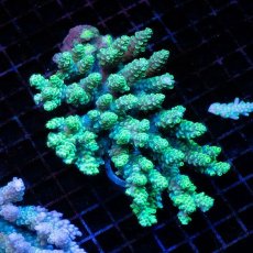 画像1: CDU Acropora Ultra No.226 (1)