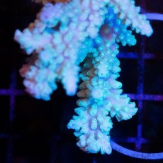 画像2: CDU Acropora Ultra No.227 (2)