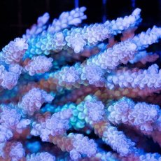 画像2: CDU Acropora Ultra No.225 (2)