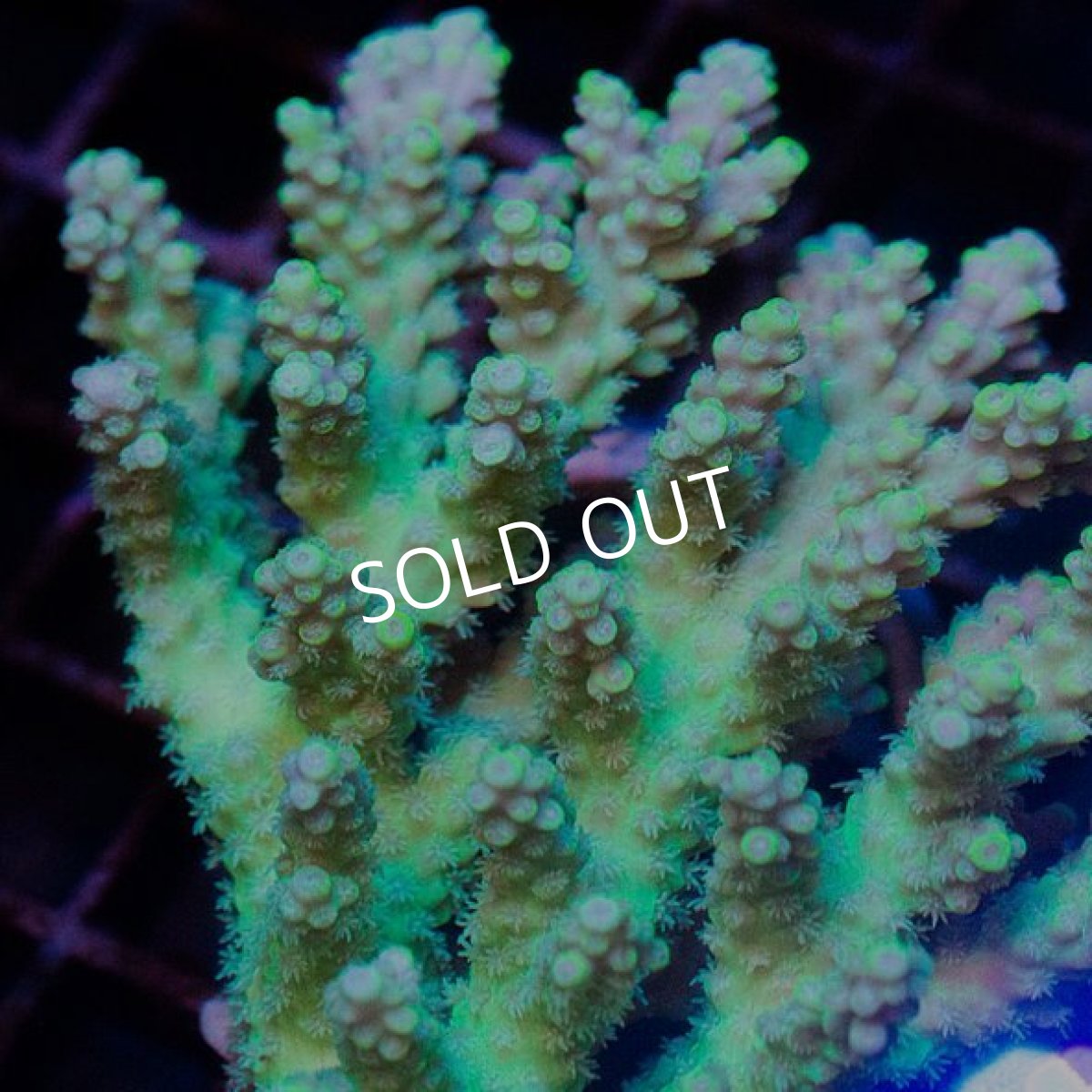 画像2: CDU Acropora Ultra No.229 (2)