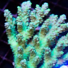 画像2: CDU Acropora Ultra No.229 (2)