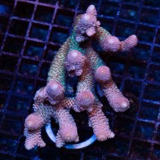 画像1: CDU Acropora Ultra No.228 (1)