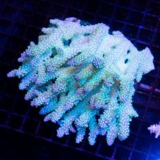 画像1: CDU Acropora Ultra No.223 (1)