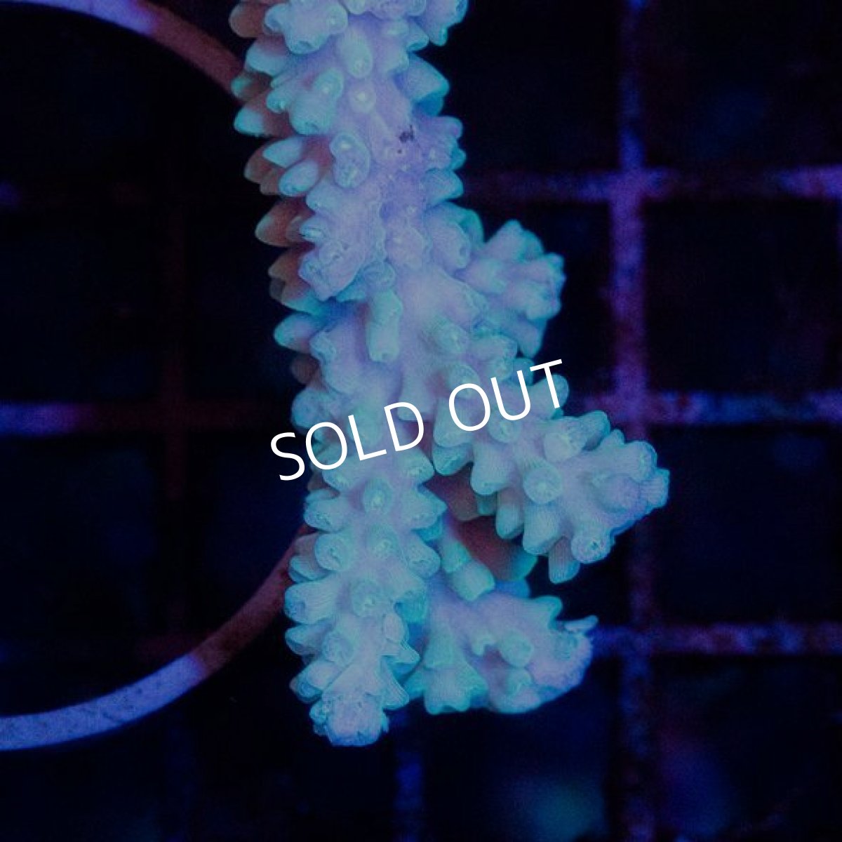 画像3: CDU Acropora Ultra No.227 (3)