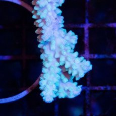 画像3: CDU Acropora Ultra No.227 (3)