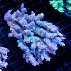 画像1: CDU Acropora Ultra No.225 (1)