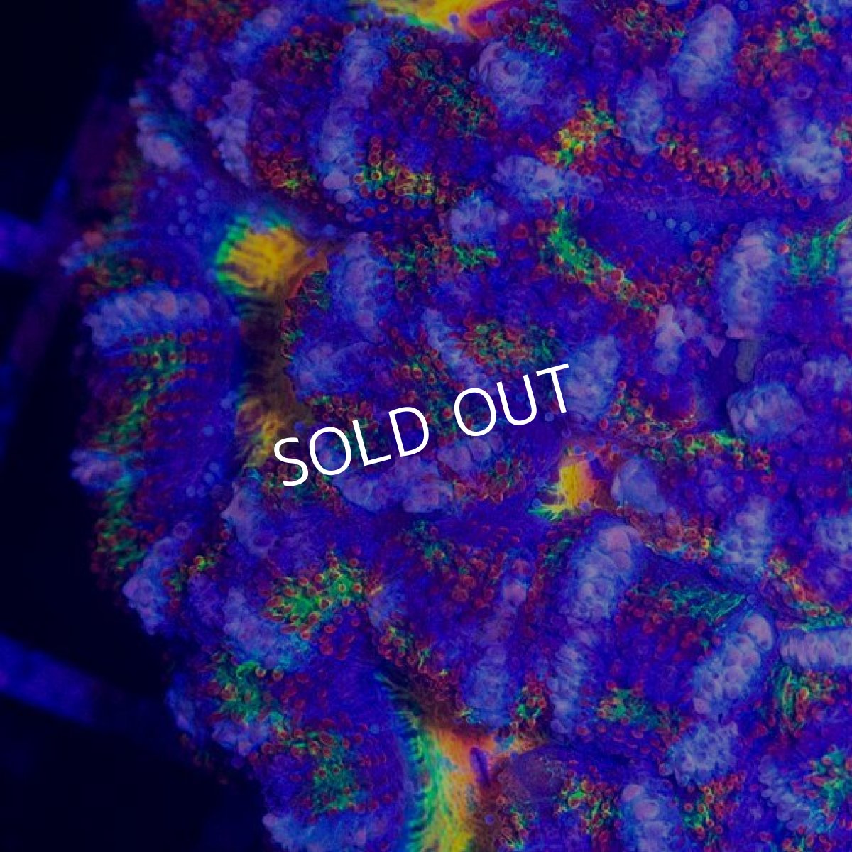 画像2: CDU カクオオトゲキクメイシ Rainbow (2)