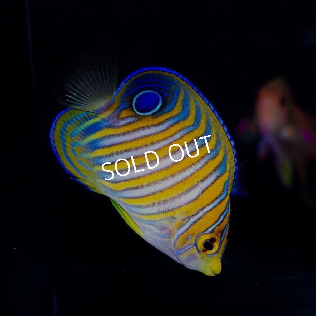 画像4: ニシキヤッコ　MS　　八重山産 (4)