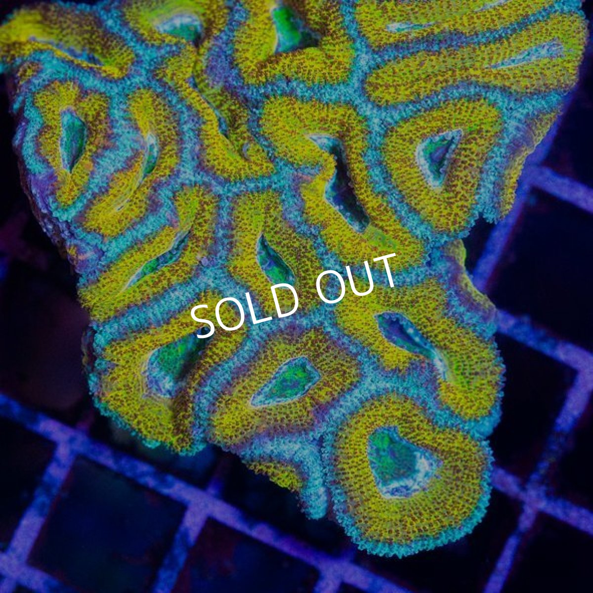 画像2: CDU カクオオトゲキクメイシ Ultra (2)