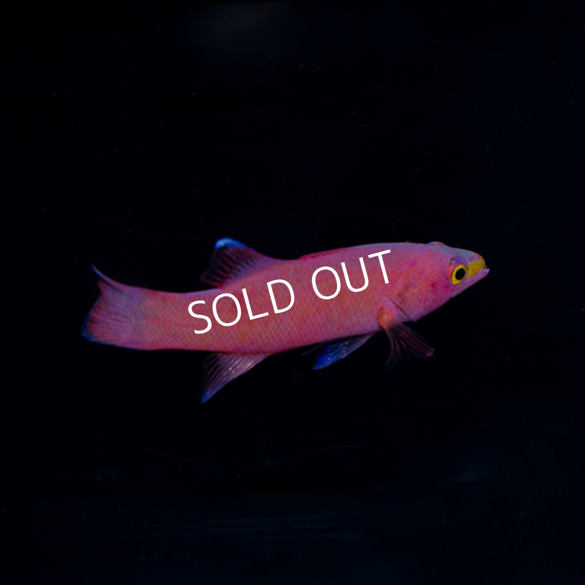 画像3: ケーブバスレット (3)