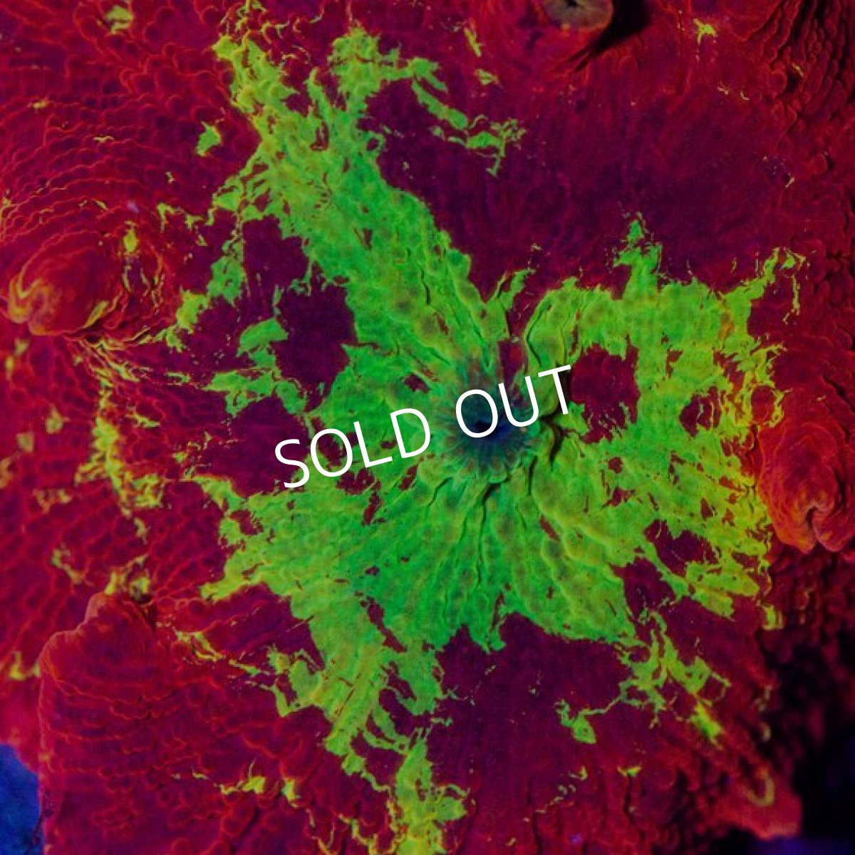 画像2: ジョーブレイカー　No.4 (2)