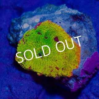 セレクト・ディスクコーラル - 海水魚専門店 ceppo onlinestore