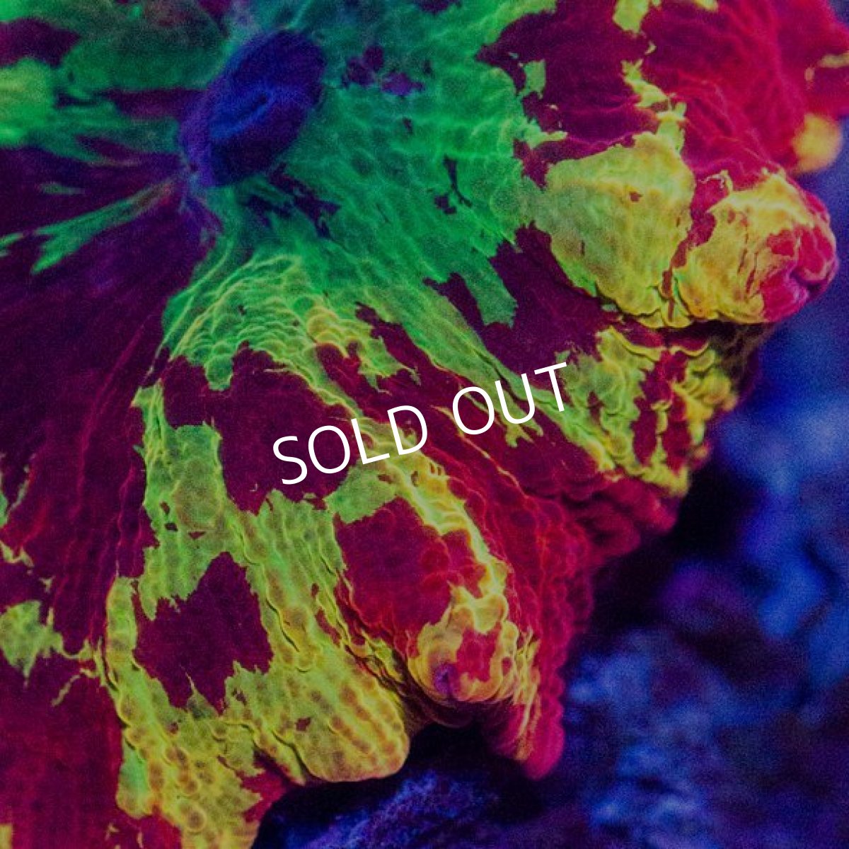 画像2: ジョーブレイカー No.3 (2)