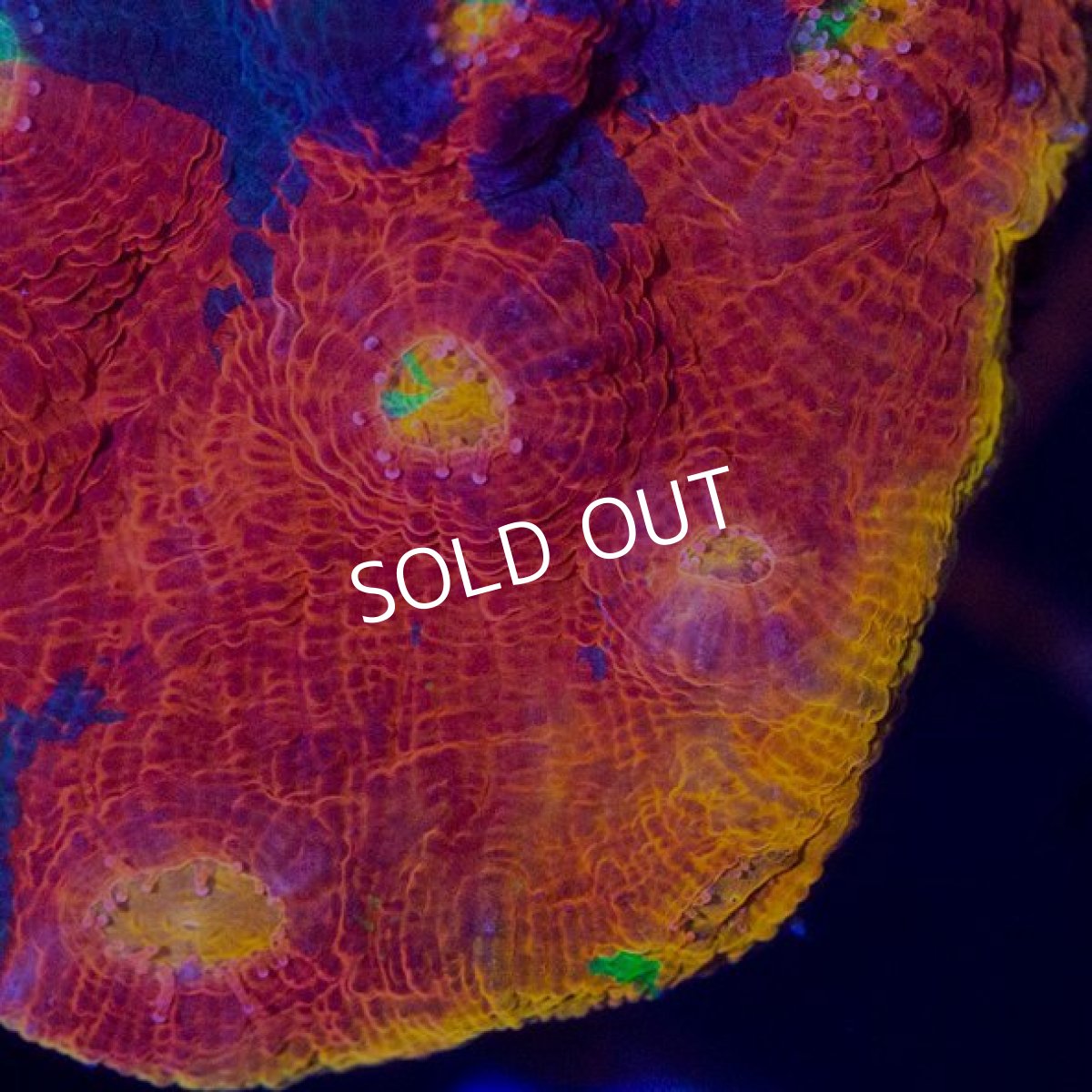 画像4: レインボーキッカサンゴ (4)