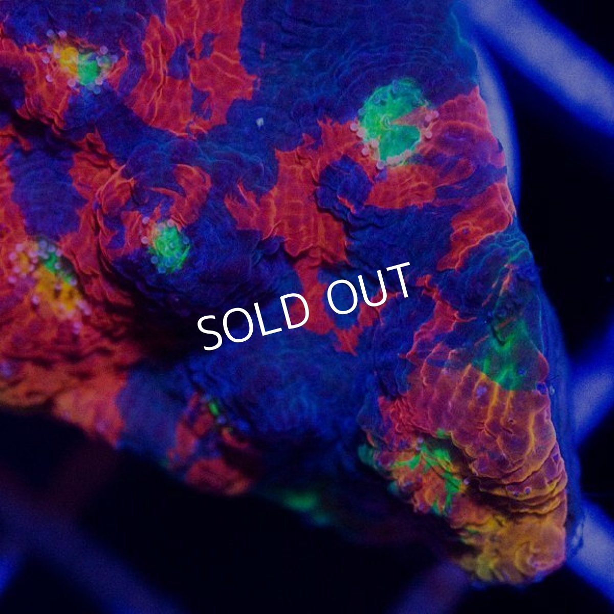 画像2: レインボーキッカサンゴ (2)