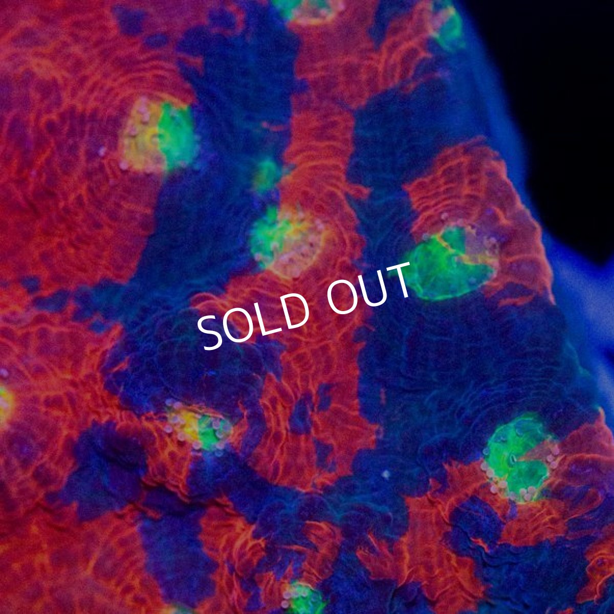 画像3: レインボーキッカサンゴ (3)