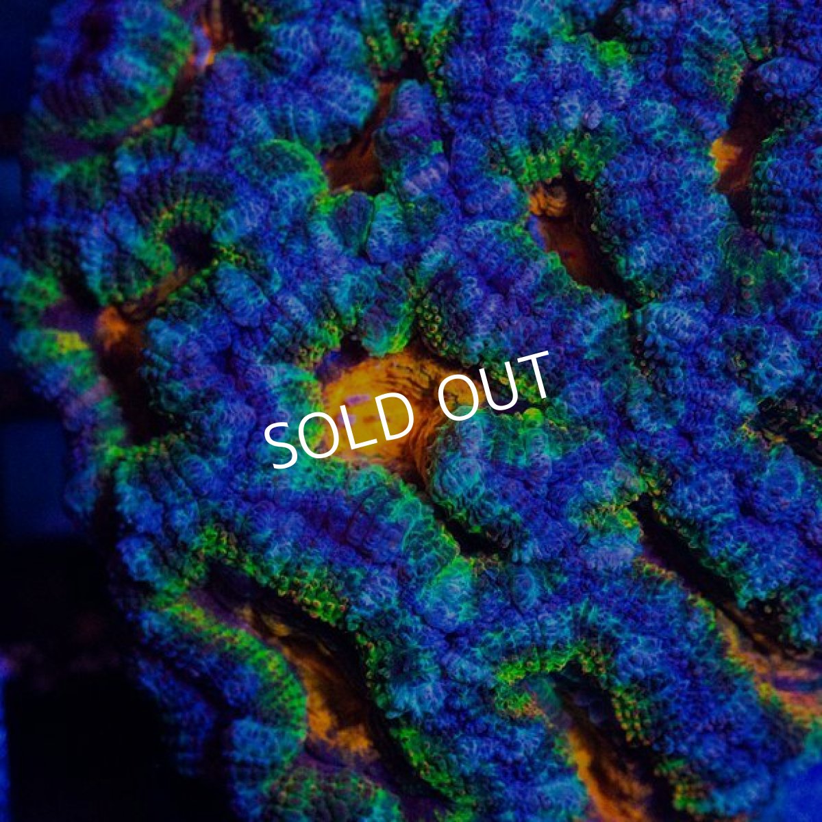 画像2: CDU カクオオトゲキクメイシ　Rainbow (2)