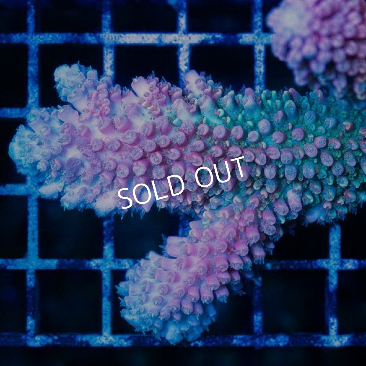 画像2: CDU Acropora Ultra No.234 (2)