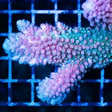 画像2: CDU Acropora Ultra No.234 (2)