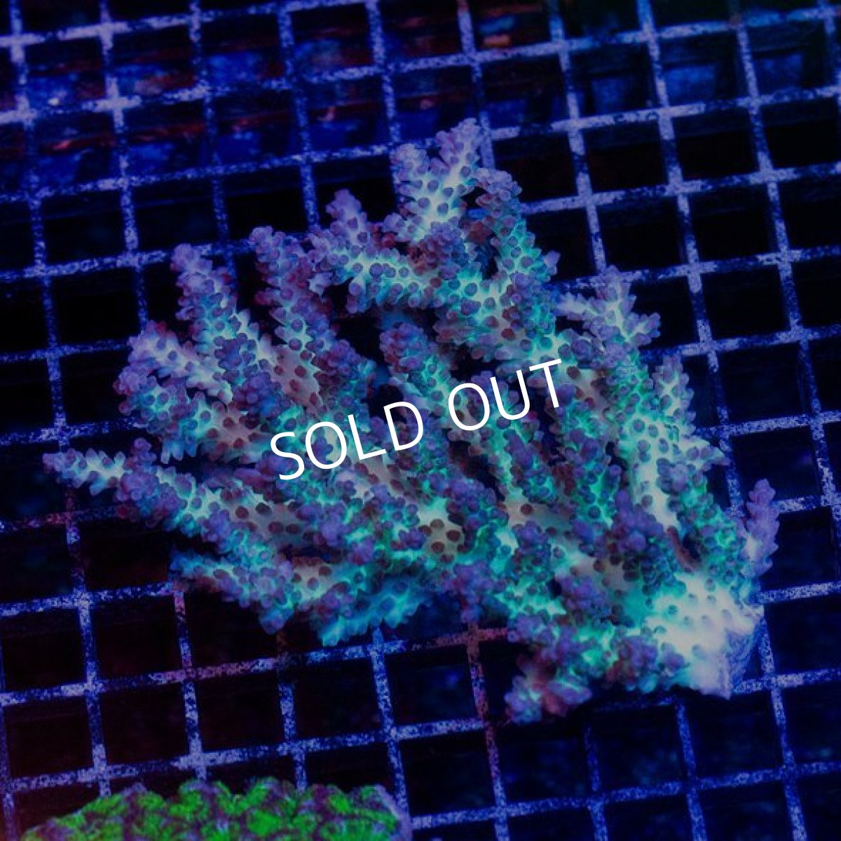 画像3: CDU Acropora Ultra No.235 (3)