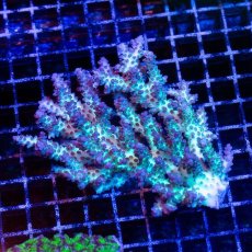 画像3: CDU Acropora Ultra No.235 (3)