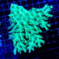 画像1: CDU Acropora Ultra No.233 (1)