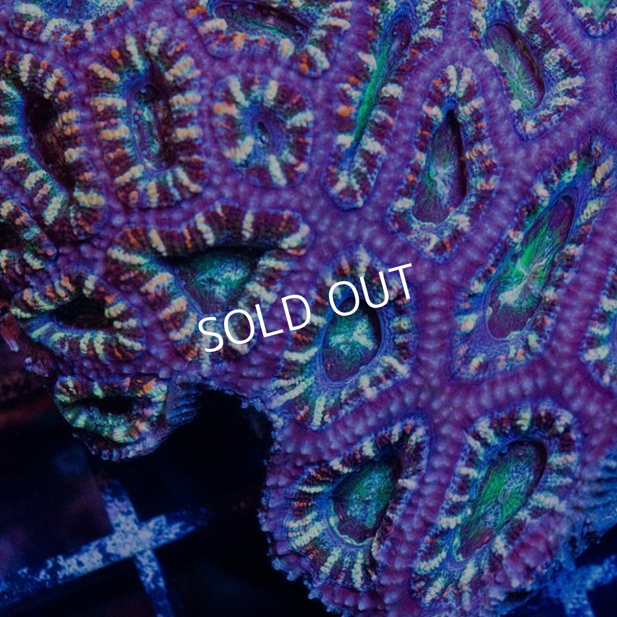 画像2: CDU カクオオトゲキクメイシ　Ultra　No.2 (2)