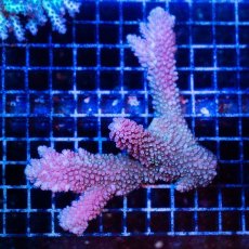 画像1: CDU Acropora Ultra No.234 (1)