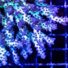 画像2: CDU Acropora Ultra No.235 (2)