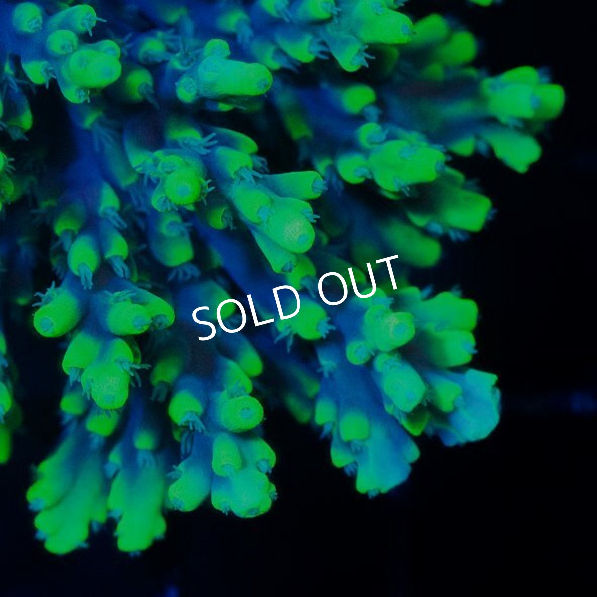 画像2: CDU Acropora Ultra No.239 (2)