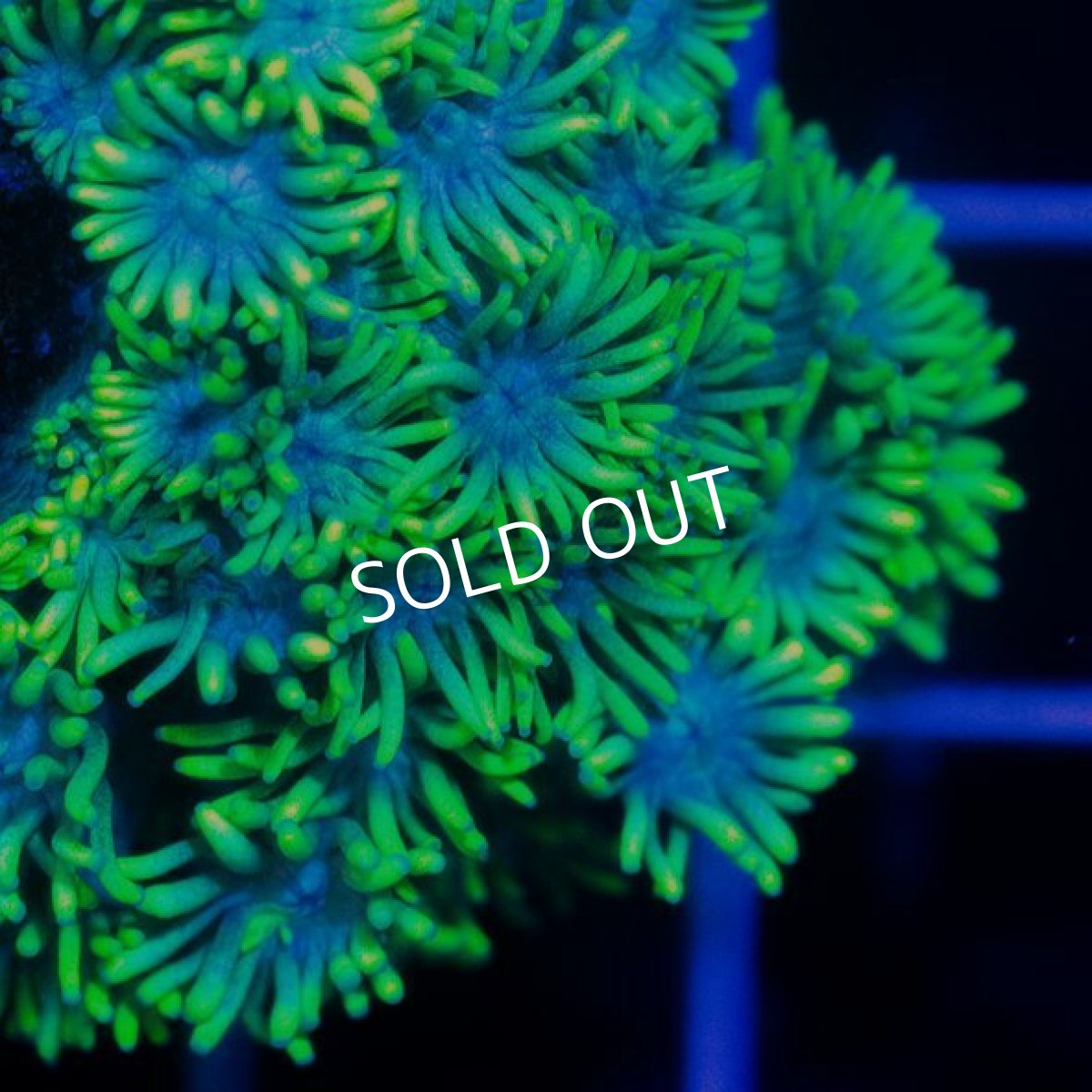 画像2: CDU ハナガササンゴ Green (2)