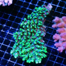 画像1: CDU Acropora Ultra No.239 (1)