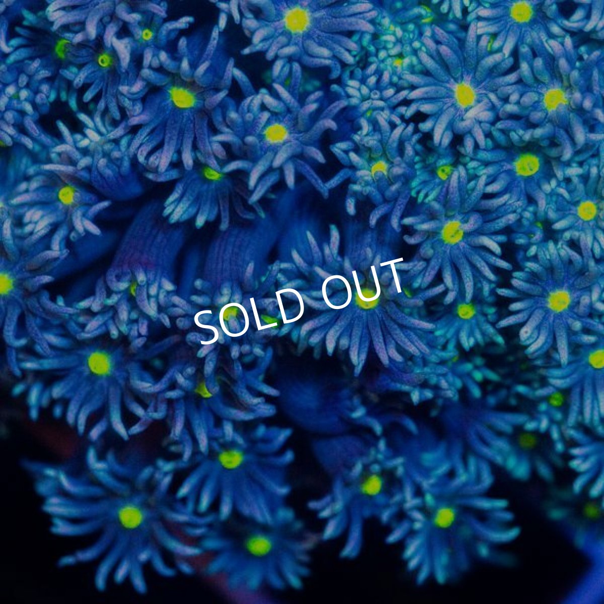 画像2: CDU ハナガササンゴ Blue (2)