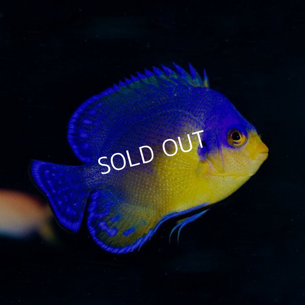 画像2: スミレヤッコ   八重山産 No.1 (2)