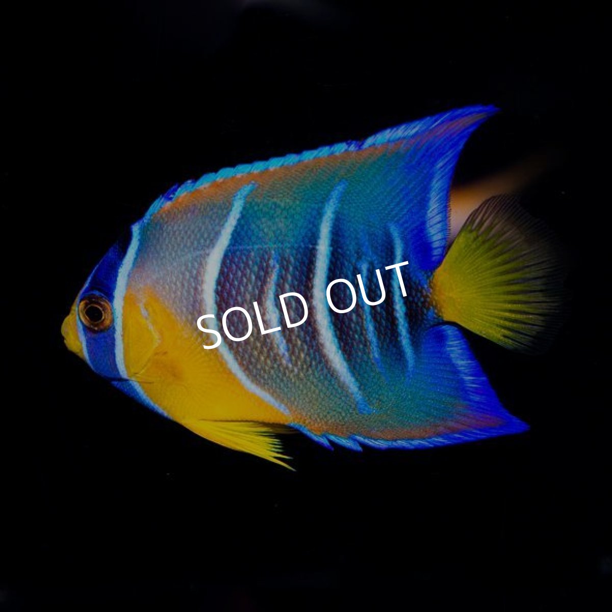 画像2: カリブ　クイーンエンゼル　M (2)