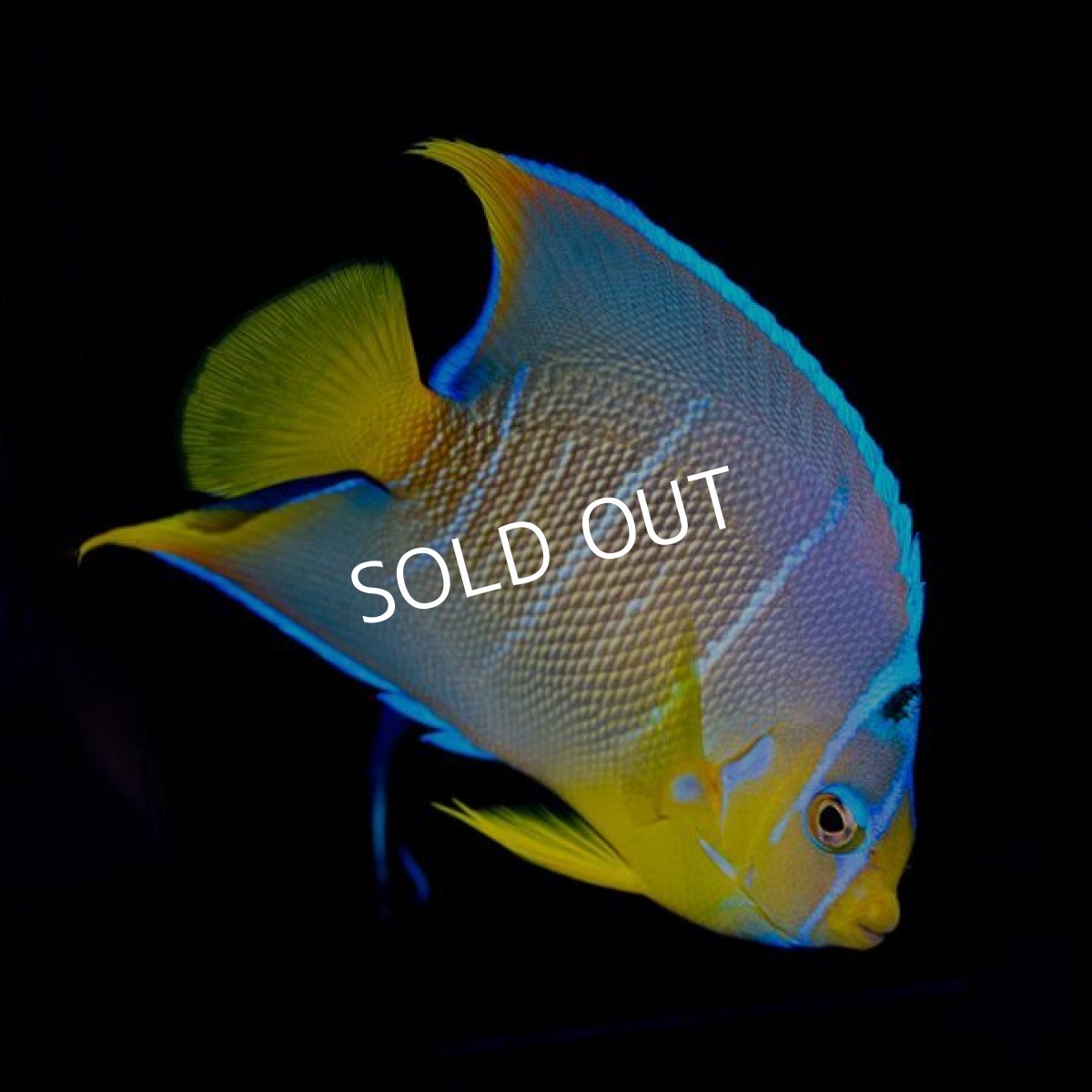 画像2: カリブ　ブルーエンゼル　ML (2)