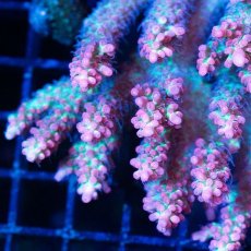 画像2: FCA Acropora SSC No.18 (2)