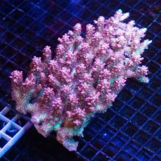 画像1: FCA Acropora SSC L-size No.19 (1)