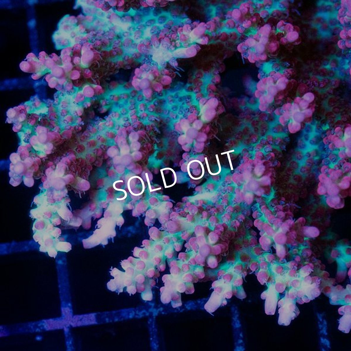 画像2: FCA Acropora SSC No.17 (2)