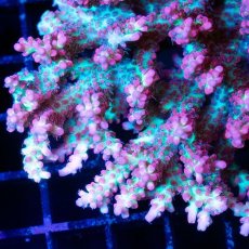 画像2: FCA Acropora SSC No.17 (2)