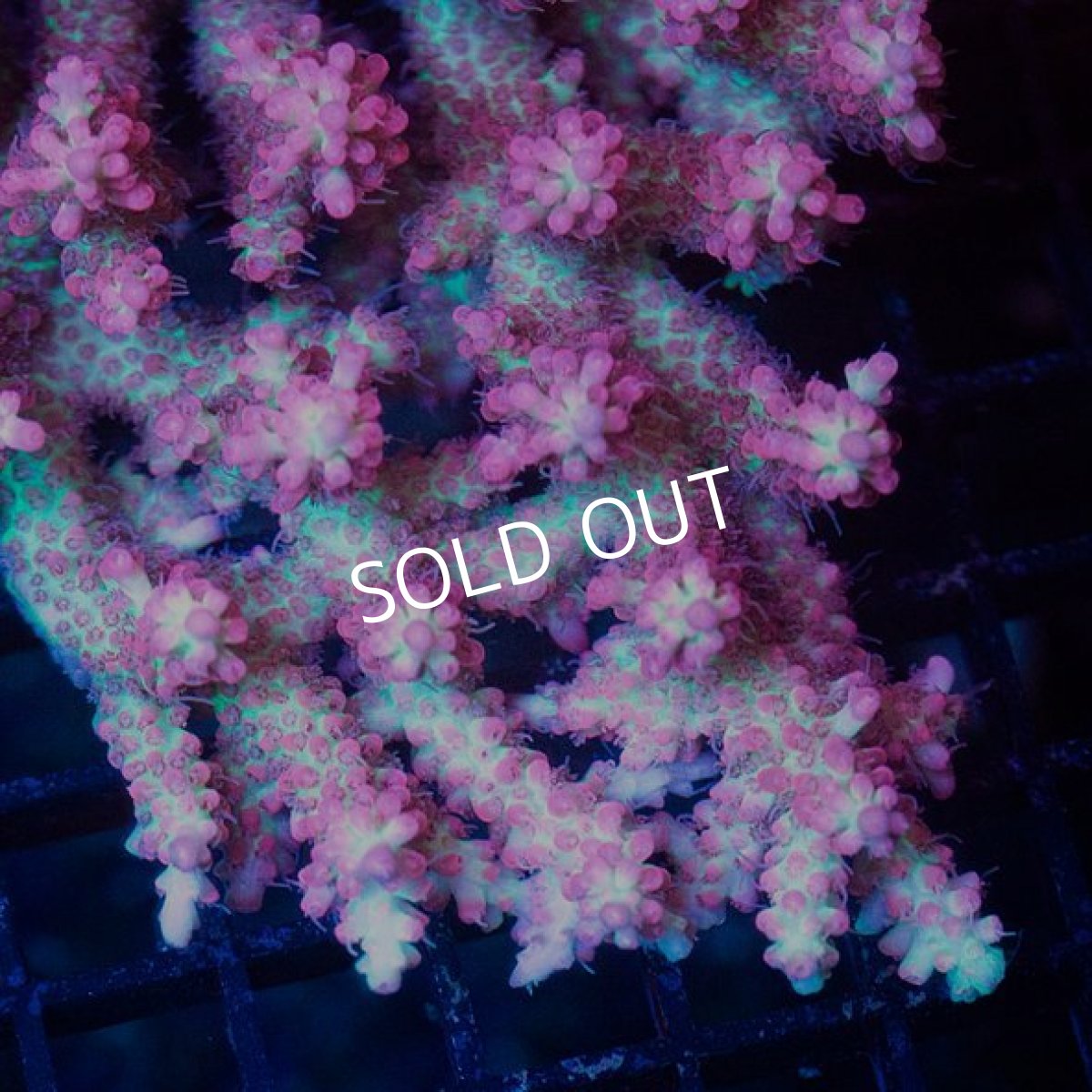 画像2: FCA Acropora SSC L-size No.19 (2)