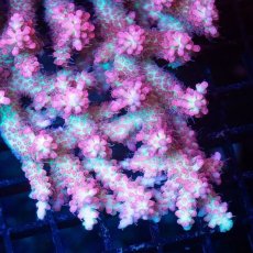 画像2: FCA Acropora SSC L-size No.19 (2)