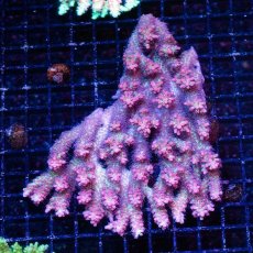 画像1: FCA Acropora SSC No.18 (1)