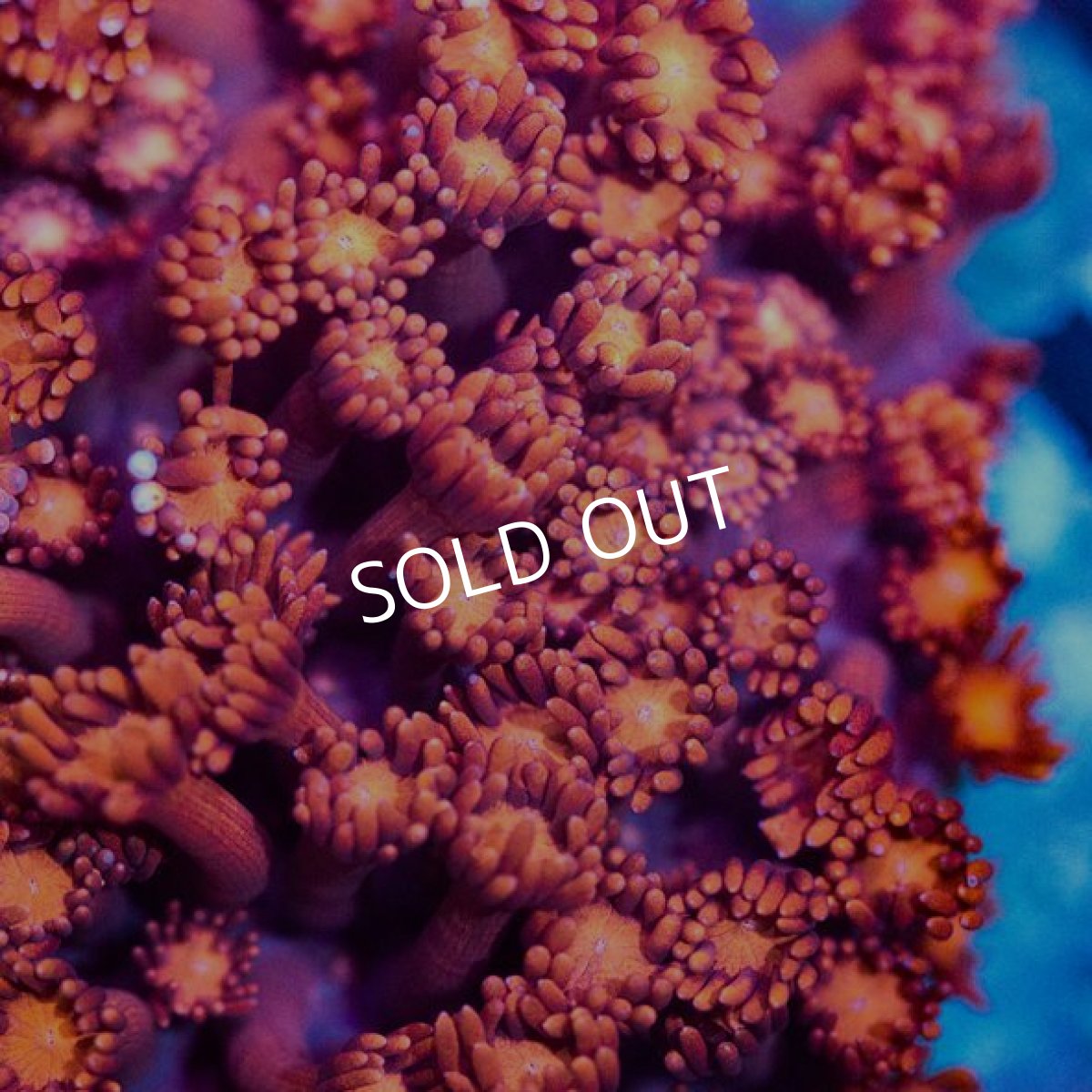 画像2: ハナガササンゴ Red IDN No.2 (2)