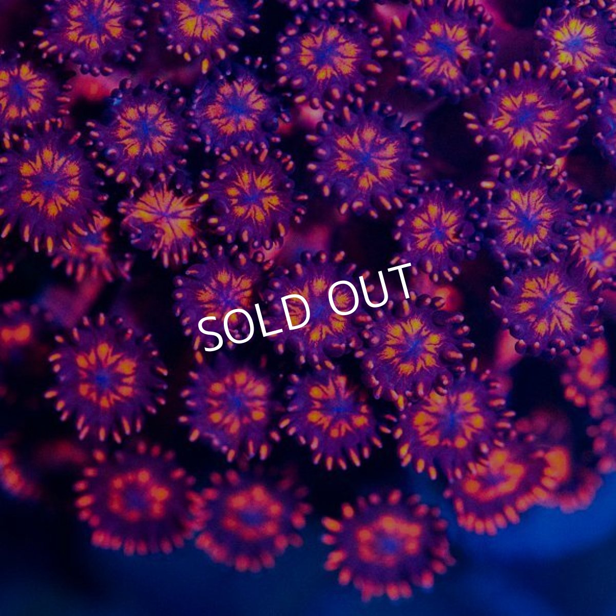 画像2: ハナガササンゴ Red IDN No.1 (2)