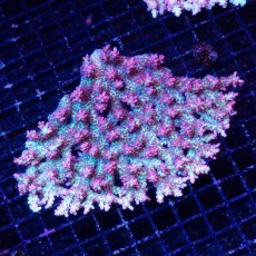 画像1: FCA Acropora SSC No.17 (1)