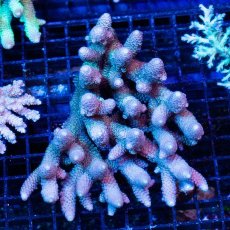 画像1: CDU Acropora Ultra No.249 (1)