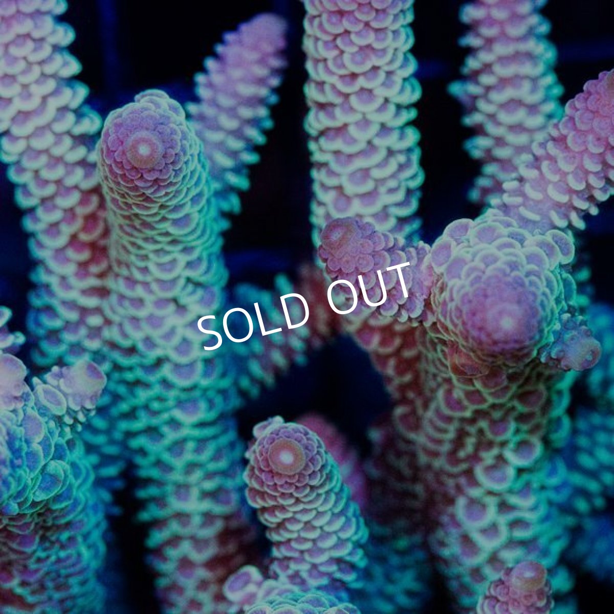 画像2: CDU Acropora Ultra No.248 (2)